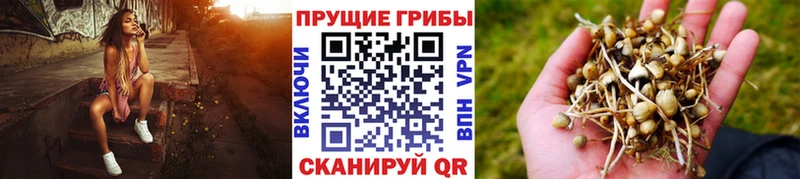 Галлюциногенные грибы мицелий  omg зеркало  Завитинск 